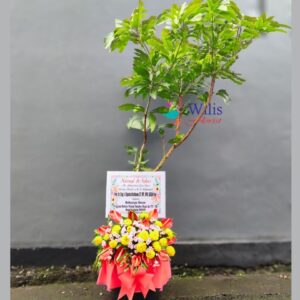 Bibit ucapan pohon(3)