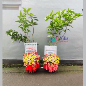 Bibit ucapan pohon(5)